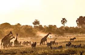 Top Direct Mail Design Agencies in Botswana
