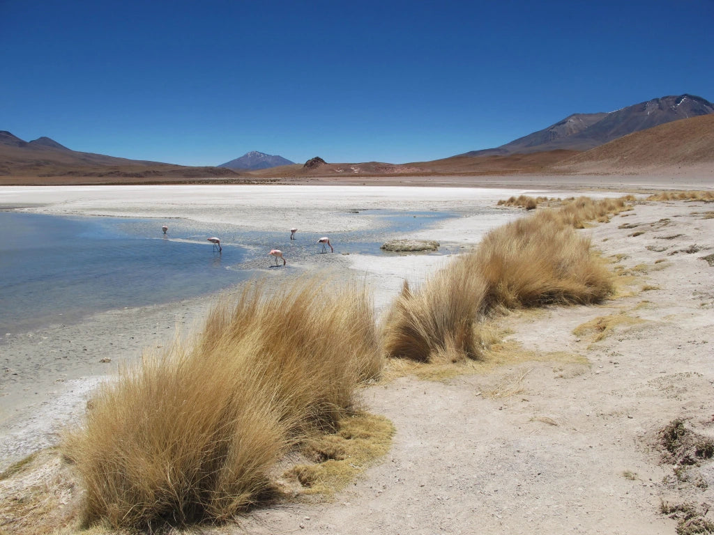 Top or Best Athlete Management Agencies and Companies in Bolivia