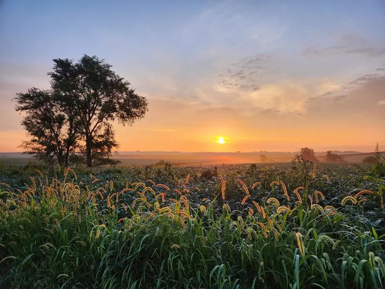 Top Social Media Management Companies in Iowa