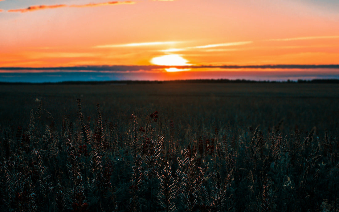 Top and Best NFT Art Agencies and Companies in Vermillion, South Dakota