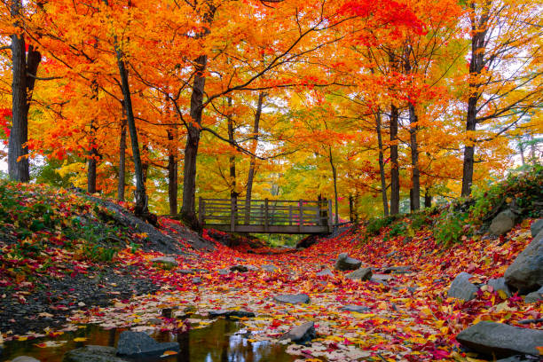 Top or Best Website Design Agencies and Companies in Hartford, Vermont
