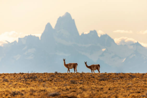 Top AR Filters & Lens Agencies in Argentina