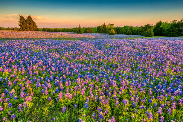 Top 5 Invitation Design Agencies in Texas