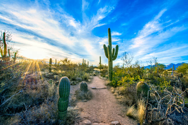 Top or Best Business Card Design Agencies and Companies in Tucson, Arizona