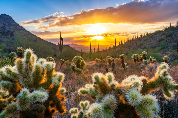 Top or Best Direct Mail Agencies and Companies in Tucson, Arizona