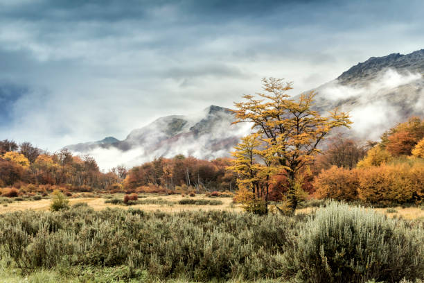 Top Banner Ad Agencies in Argentina