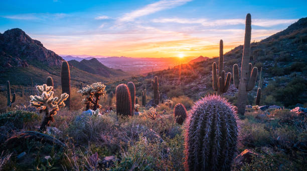 Top or Best Portraits and Caricatures Agencies and Companies in Phoenix, Arizona