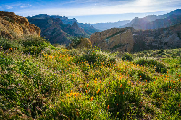 Top or Best Storyboard Agencies and Companies in Goodyear, Arizona