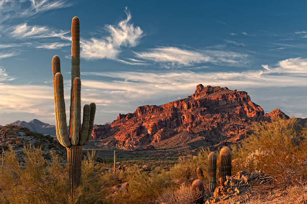 Top or Best Mural Design Agencies and Companies in Tucson, Arizona