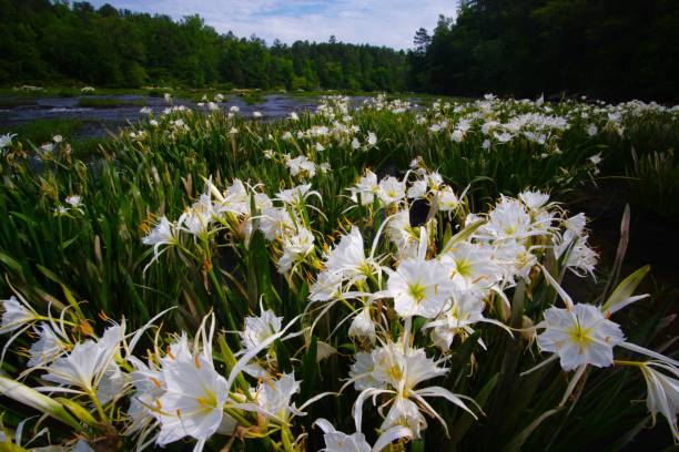 Top or Best Logo Design Agencies and Companies in Tuscaloosa, Alabama