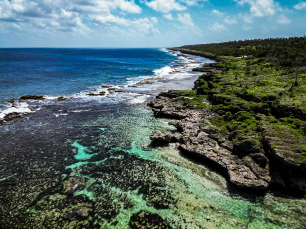 Top NFT Artists in Tonga