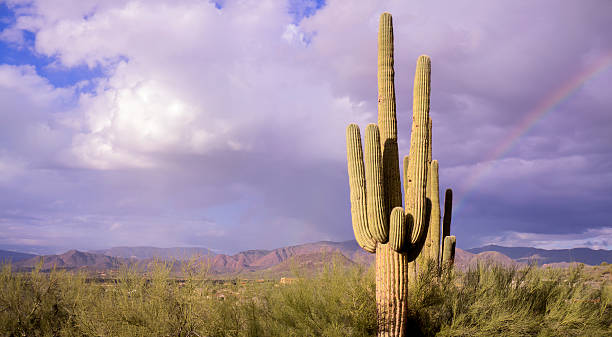 Top or Best NFT Art Agencies and Companies in Goodyear, Arizona