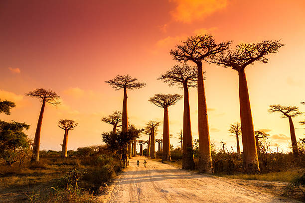 Best Facebook Management Companies in Madagascar
