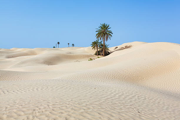 Top Photo Editing Agencies in Tunisia
