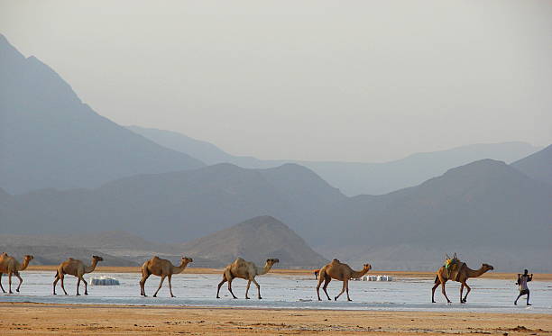 Top Social Media Management Companies in Djibouti