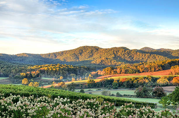 Top 5 Menu Design Agencies in Virginia