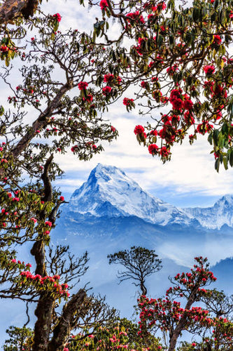 Top 5 Custom Graphics for Videos Agencies in Nepal