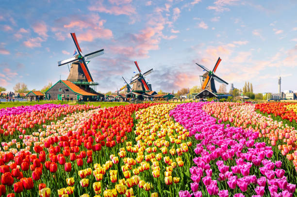 Best YouTube Management Companies in Netherlands