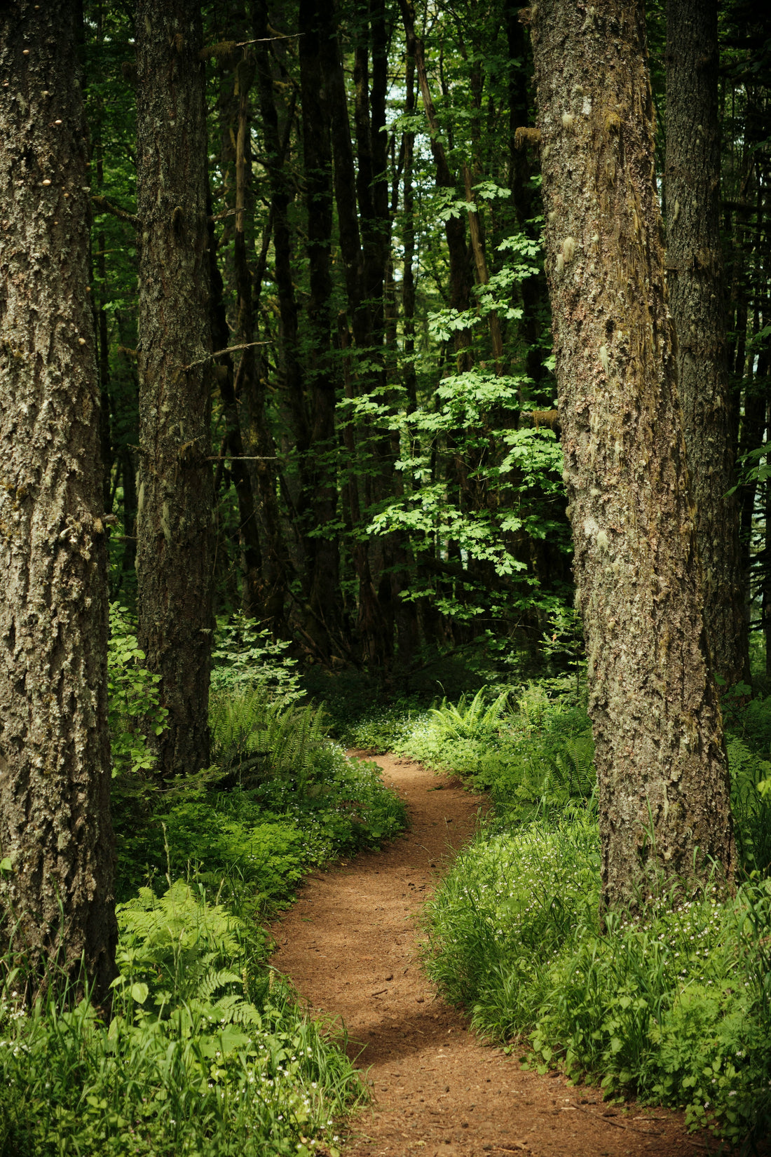 Top and Best Video Editing Agencies and Companies in Corvallis, Oregon