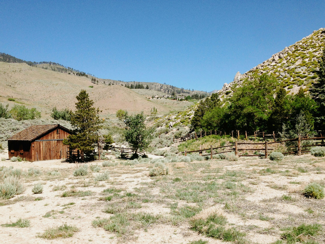 Top and Best Logo Animation Agencies and Companies in Carson City, Nevada