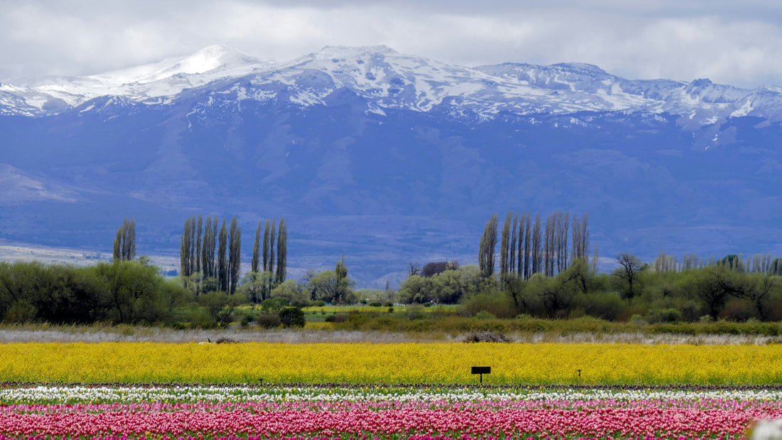 Top or Best Banner Ads Agencies and Companies in Spring Valley, Nevada