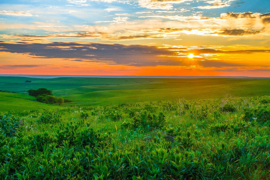 Best Twitch Management Companies in Kansas