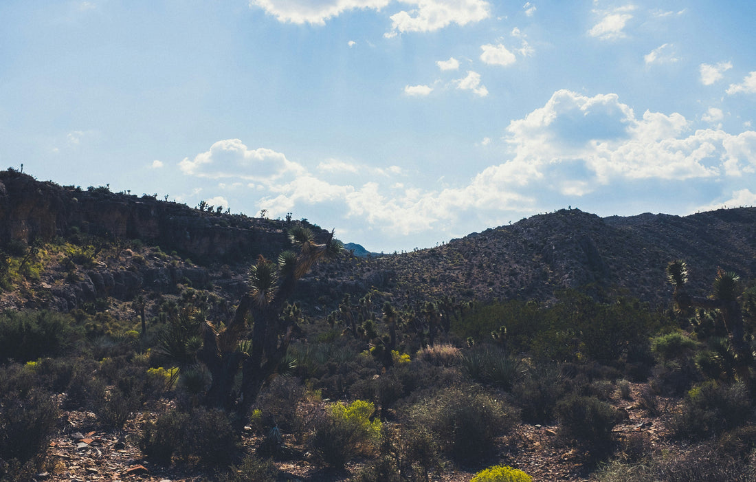 Top and Best Catalog Design Agencies and Companies in Sparks, Nevada