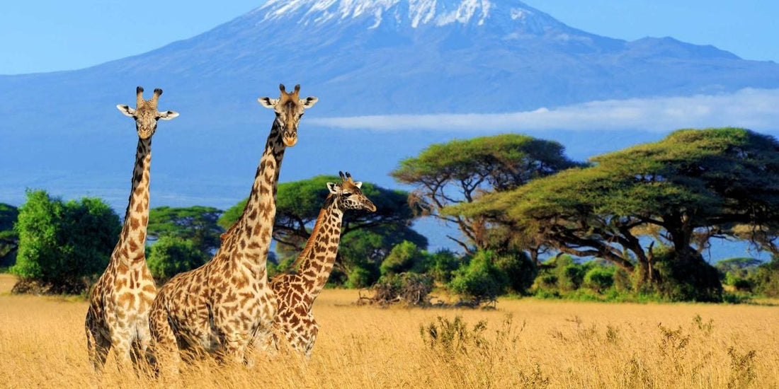 Top or Best Athlete Management Agencies and Companies in Kenya