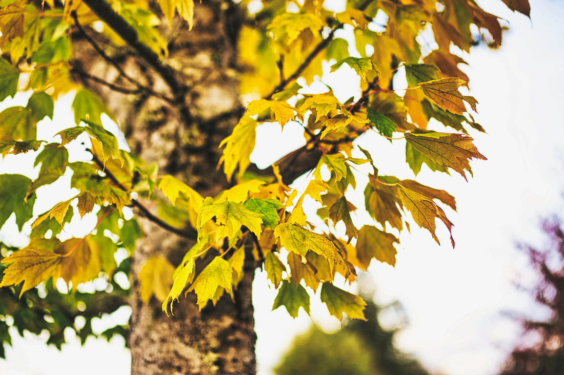 Top and Best Drawing and Illustration Agencies and Companies in Gresham, Oregon