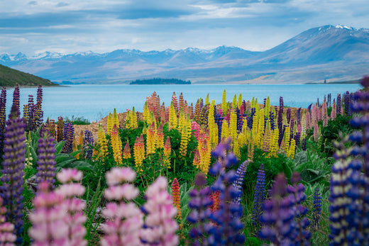 Top 5 AR Filters and Lenses Agencies in New Zealand