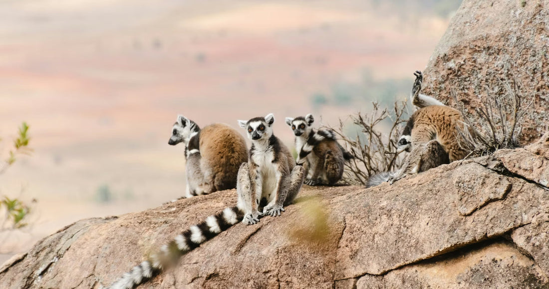 Top or Best Talent Management Agencies and Companies in Madagascar
