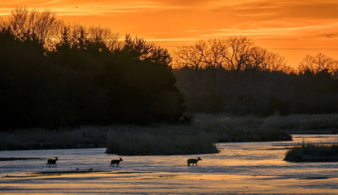 Top or Best Cartoon and Comic Agencies and Companies in Kearney, Nebraska