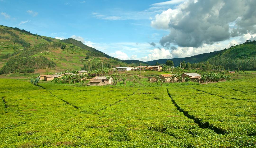 Top Catalog Designers in Congo