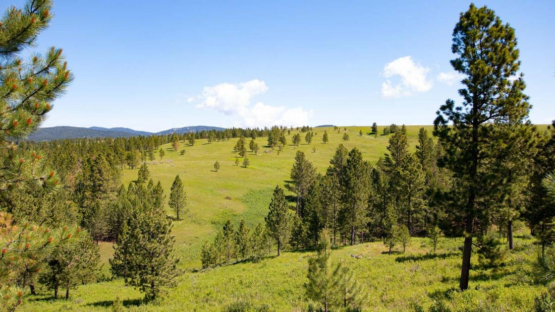 Top or Best Graphics for Streamers Agencies and Companies in Lewistown, Montana
