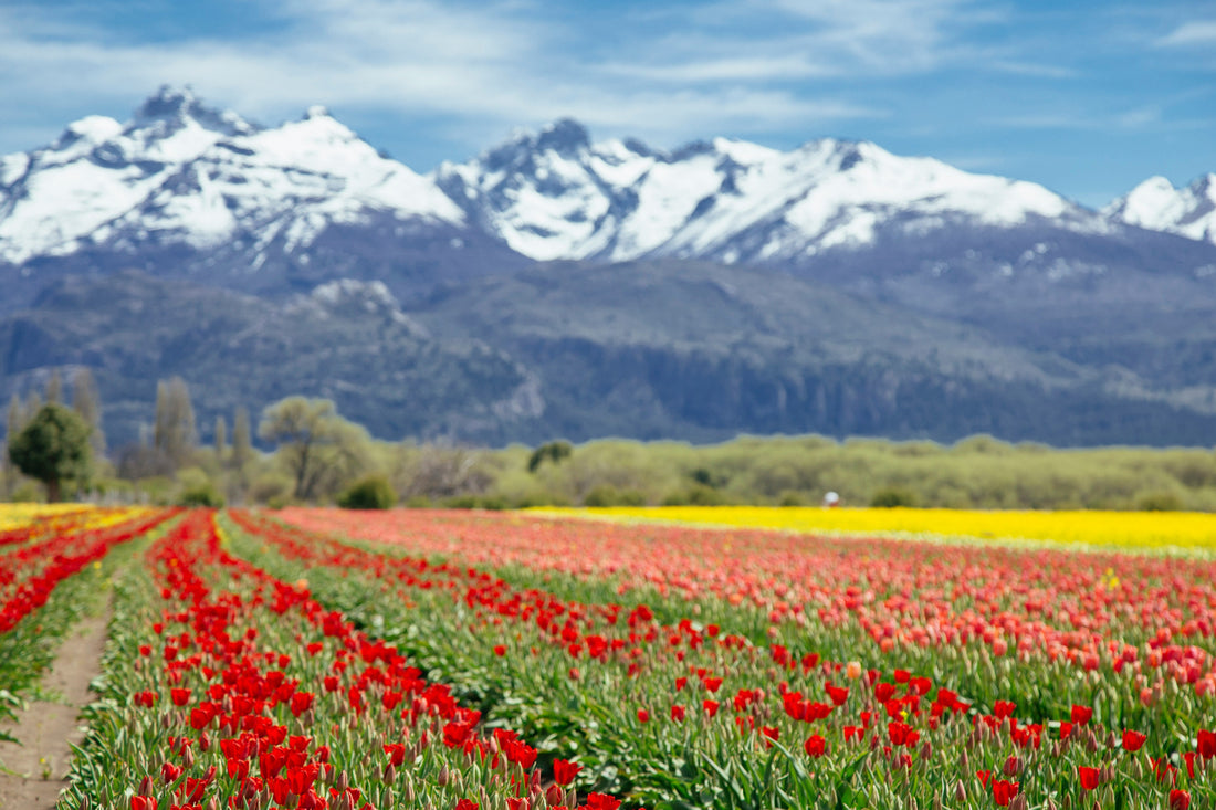 Top or Best Graphic Design Subscription Agencies and Companies in Spring Valley, Nevada