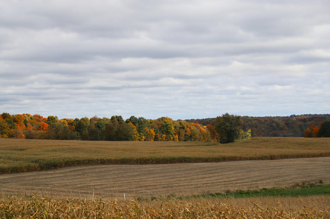 Top or Best Animation and Motion Graphics Agencies and Companies in Lansing, Michigan