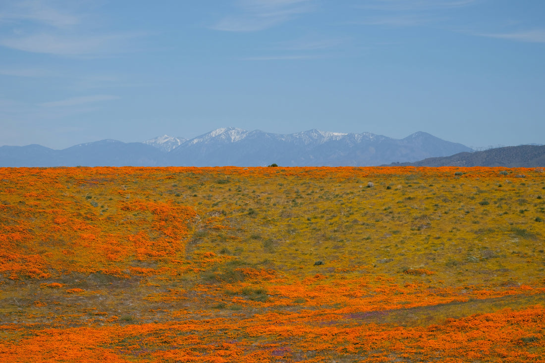Top or Best Postcard Design Agencies and Companies in Spring Valley, Nevada