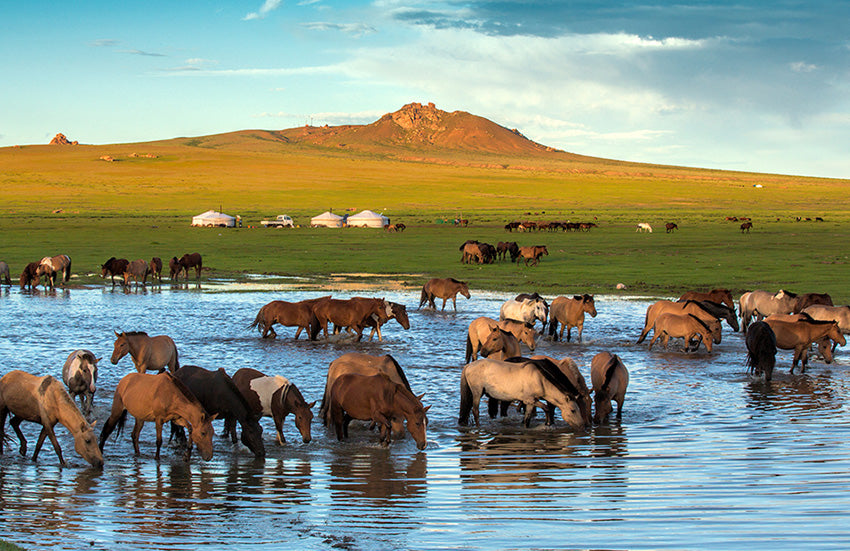 Top or Best Athlete Brand Partnership Agencies and Companies in Mongolia