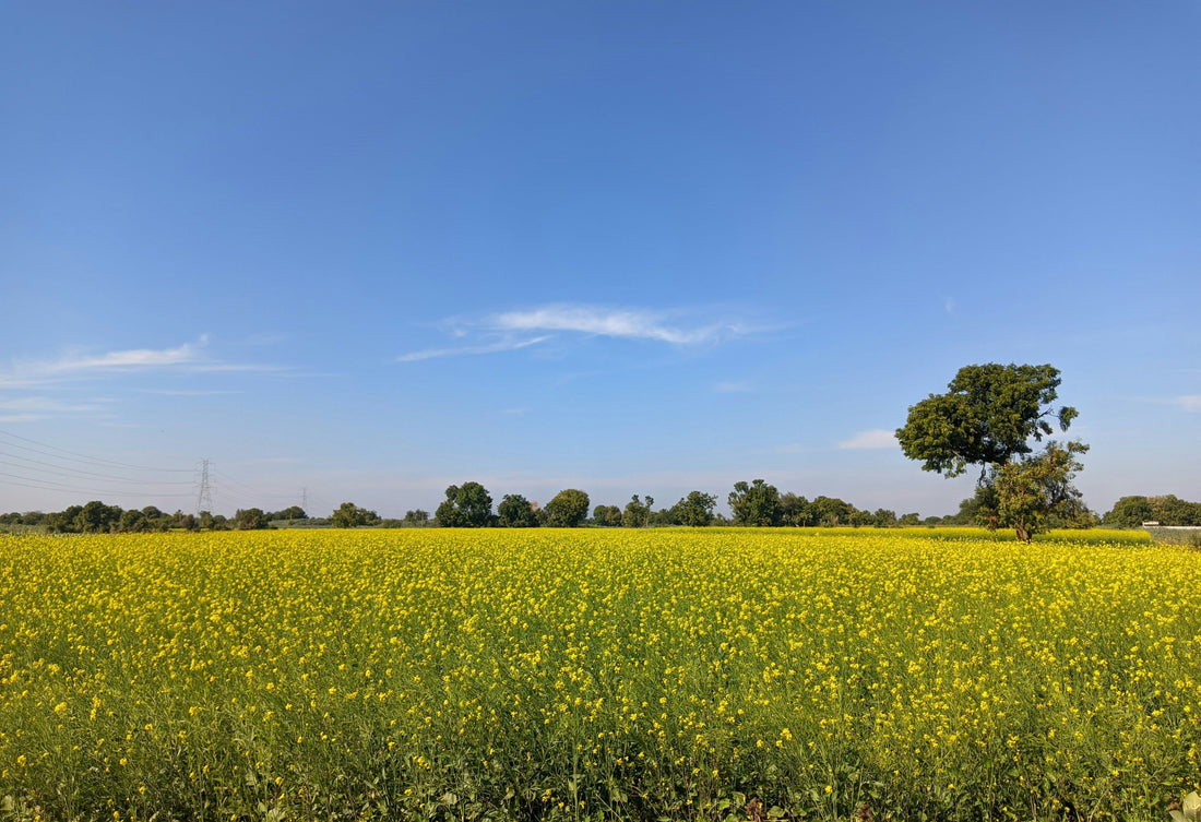 Top or Best Poster Design Agencies and Companies in Emporia, Kansas