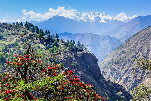 Top 5 Web and Mobile Design Agencies in Nepal