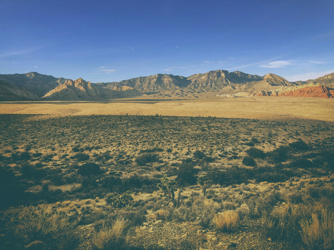 Top and Best TikTok Management Agencies and Companies in Paradise, Nevada