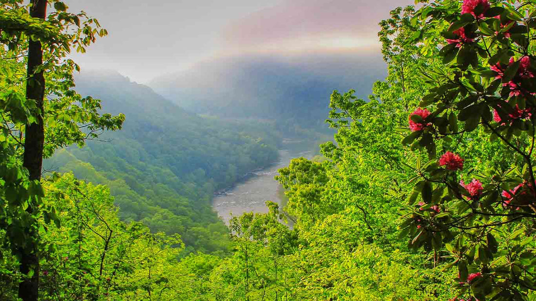 Top or Best Portrait & Caricature Design Agencies and Companies in Beckley, West Virginia