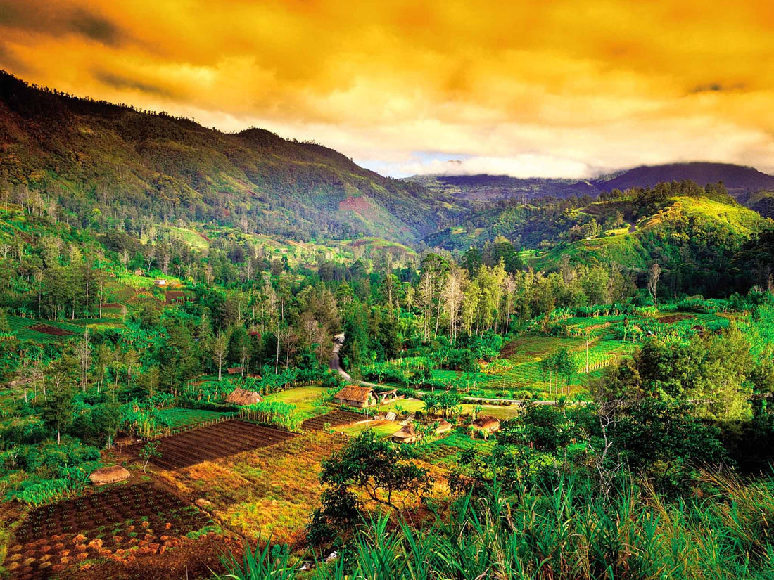 Top 5 Infographic Design Agencies in Papua New Guinea