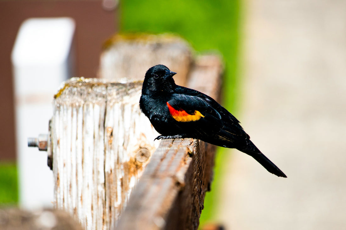 Top and Best Logo Design Agencies and Companies in Beaverton, Oregon