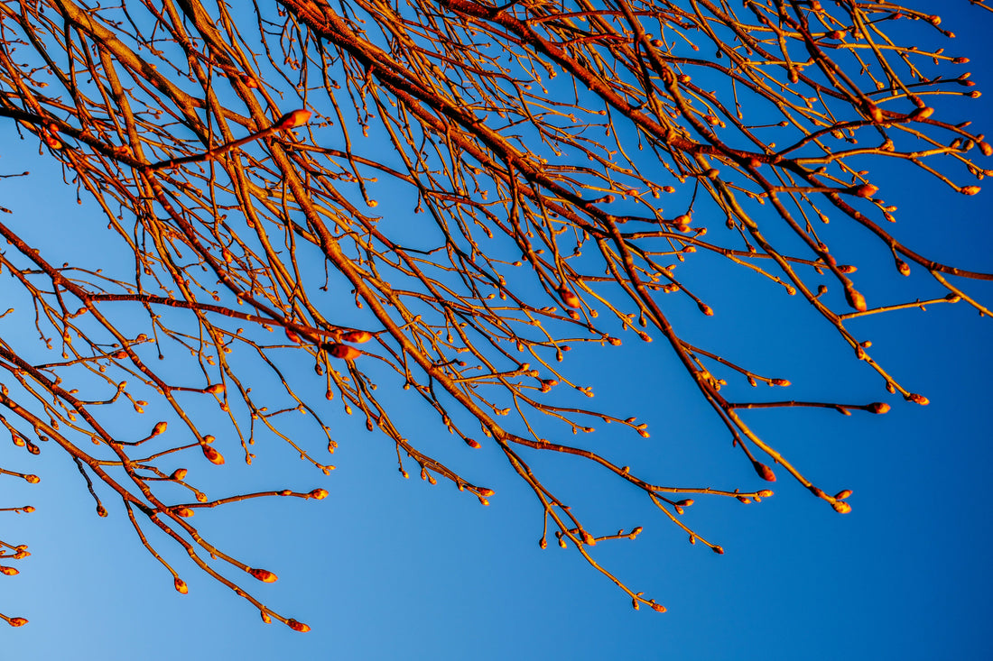 Top and Best Poster Design Agencies and Companies in Mitchell, South Dakota