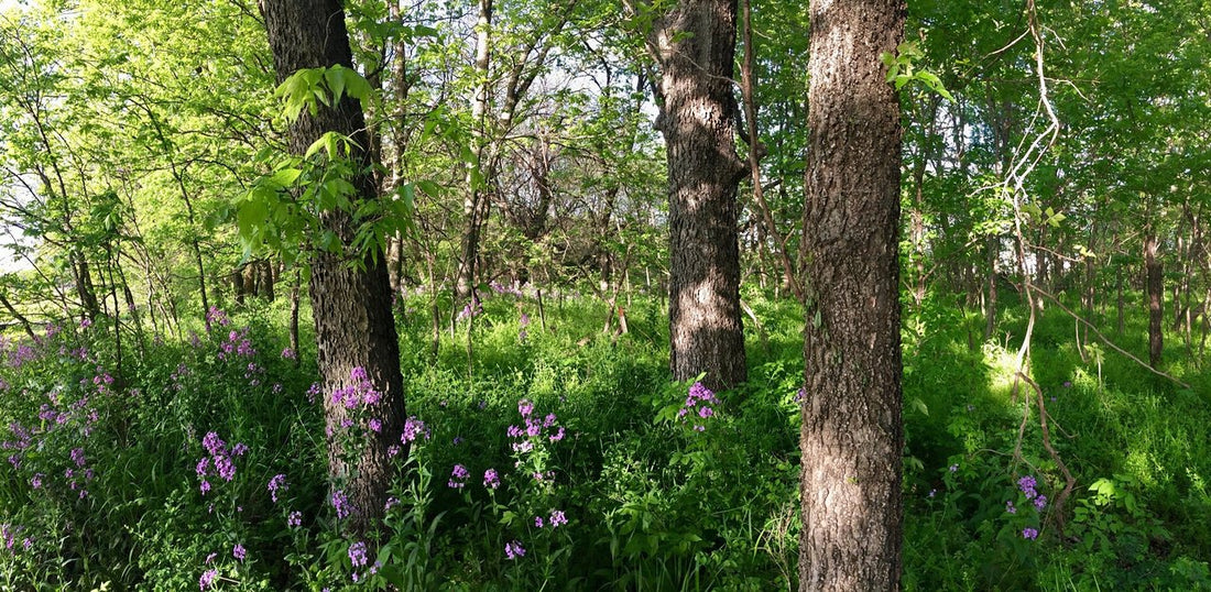 Top or Best TikTok Management Agencies and Companies in Derby, Kansas