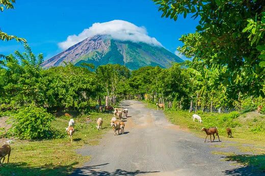 Top 5 Storyboard Agencies in Nicaragua