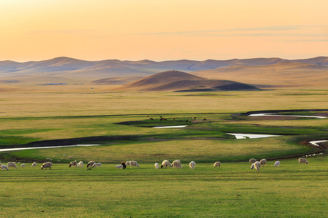 Top or Best Talent Management Agencies and Companies in Mongolia