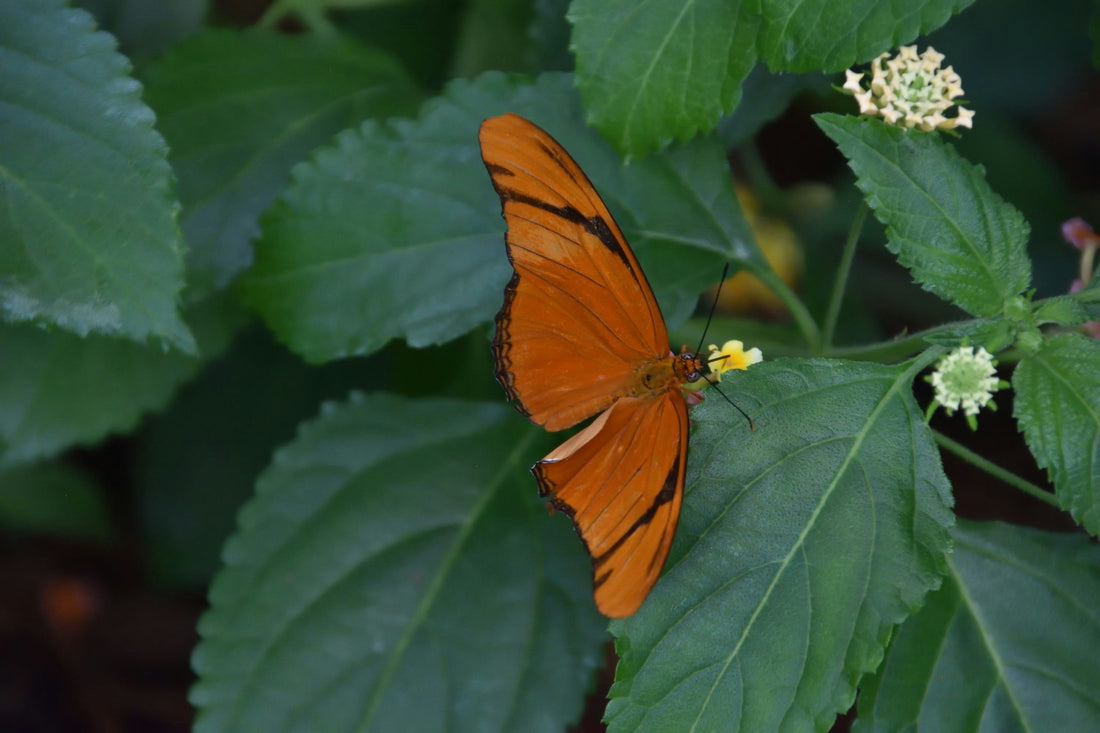 Top and Best X (Twitter) Management Agencies and Companies in Richmond, Virginia