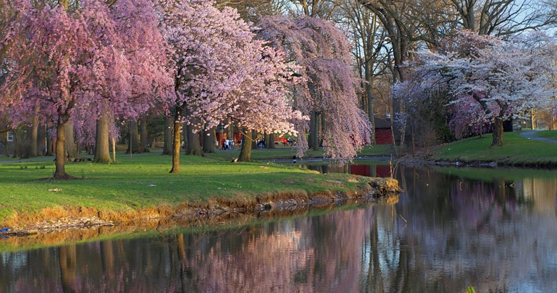 Top or Best Social Media Design Agencies and Companies in Elizabeth, New Jersey